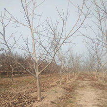 天津呈盛苗圃核桃树品质好图片