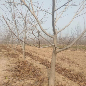 江西6公分呈盛苗圃核桃樹(shù)
