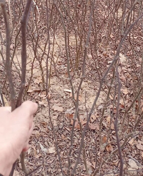 天津銷售花椒苗品種,獅子頭