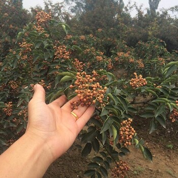 晋中供应花椒苗产地,无刺花椒