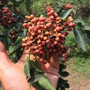 呈盛苗圃大红袍,北京1年花椒苗基地