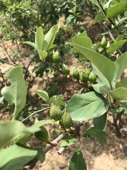 辽宁种植连翘苗