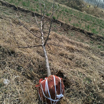 辽宁高产苹果树产地