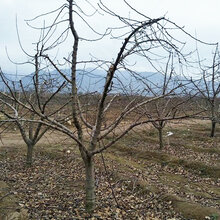 辽宁5公分苹果树产地图片