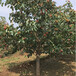6公分山楂树产地货源,红果树