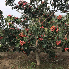 呈盛苗圃红果树,山西15公分山楂树规格齐全图片