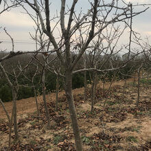 呈盛苗圃红果树,5公分山楂树基地图片