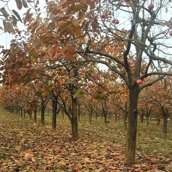 天津5公分柿子树基地