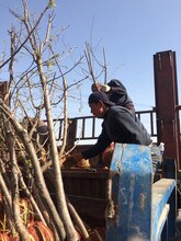 山西销售杏树价格图片