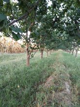 呈盛苗圃金太阳杏,天津12公分杏树品质好图片
