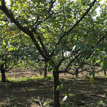 呈盛苗圃凱特杏樹,山西14公分杏樹造型美觀