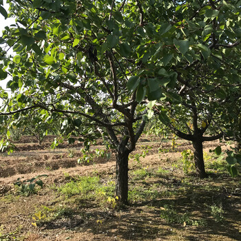 呈盛苗圃凯特杏树,15公分全冠杏树基地