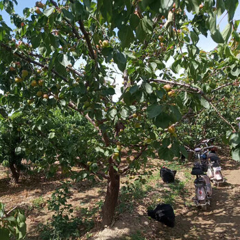 山西10公分半冠杏树观赏绿化,凯特杏树