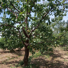 呈盛苗圃金太陽杏,山西12公分杏樹產地貨源圖片
