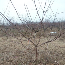呈盛苗圃凯特杏树,14公分杏树产地直供