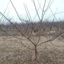 呈盛苗圃凯特杏树,陕西8公分杏树基地图片