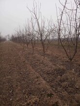 呈盛苗圃凯特杏树,天津5公分杏树品质好图片