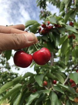 辽宁12公分樱桃树品种