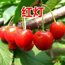 湖南12公分樱桃树价格图片