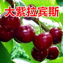 山东种植樱桃树供应图片