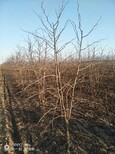 天津12公分枣树品种图片2