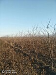 天津12公分枣树品种图片1