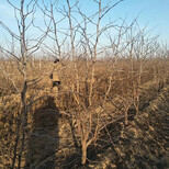 天津12公分枣树品种图片3