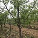 天津12公分棗樹品種