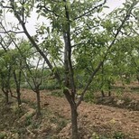 天津12公分枣树品种图片0