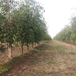 天津12公分枣树品种图片4