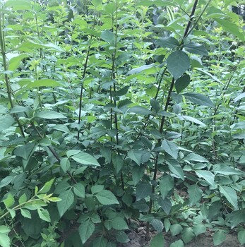 連翹苗價(jià)格藥用連翹苗批發(fā)1年2年生苗