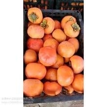 山东临沂柿子产地今年产柿子那里多出售便宜
