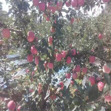 红色之恋苹果苗批发苹果苗种植基地