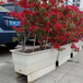 花盆容器B玻璃鋼花箱人行天橋規(guī)格