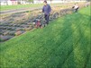 广东广州起草皮机，草坪移植机厂家