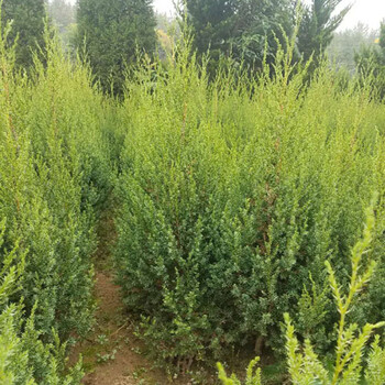 提供40公分50公分60公分80公分高刺松小苗價(jià)格參考
