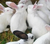 山东大型种兔养殖基地