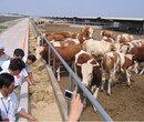 忻州肉牛养殖合作社欢迎您图片