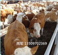 忻州市最大的西门塔尔肉牛场