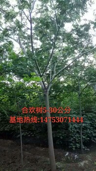 合欢树价格价格,合欢树价格介绍,10－20公分合欢树价格