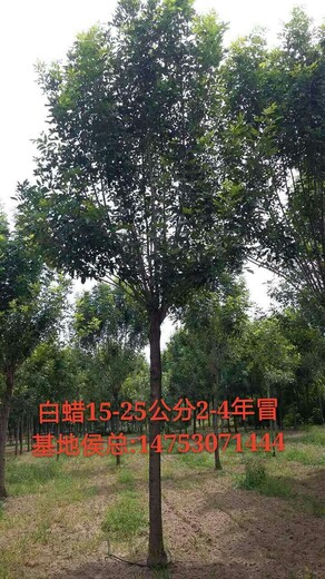 北栾树价格价格,北栾树价格介绍