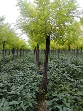 山东黄金槐基地山东黄金槐基地价格山东黄金槐基图片