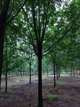 沧州国槐专业种植基地-图片