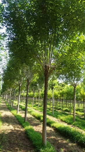 新疆原生白蜡树图片,速生白蜡树