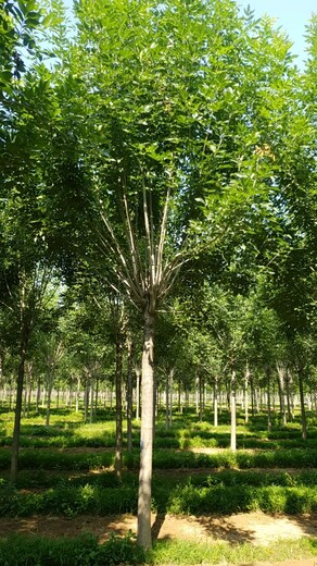 起运苗木速生白蜡树,内蒙古8公分白蜡树基地