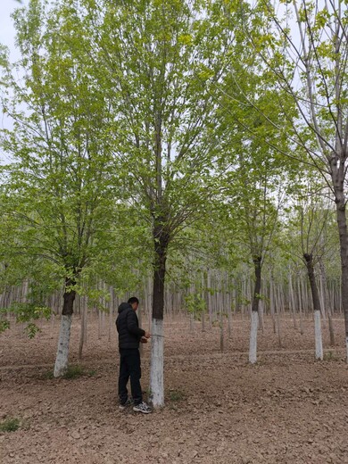 黑龙江20公分白蜡树生产基地