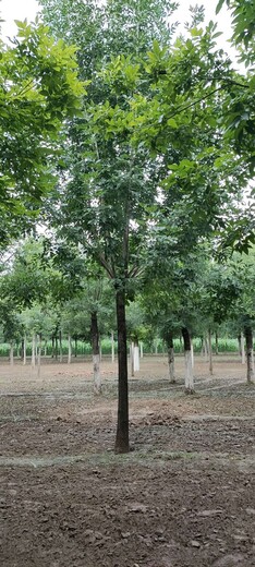 海南小叶白蜡树生产基地,速生白蜡树