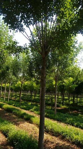 北京25公分白蜡树基地,速生白蜡树