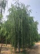 天津丛生垂柳树,馒头柳价格图片