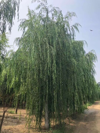 上海速生垂柳树图片